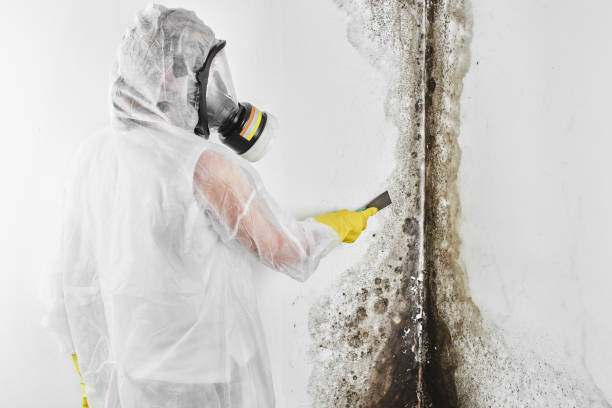Best Mold Removal Near Me  in Morris Plains, NJ