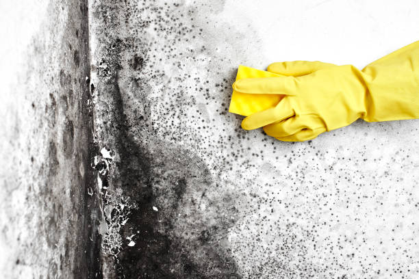 Best Certified Mold Removal  in Morris Plains, NJ