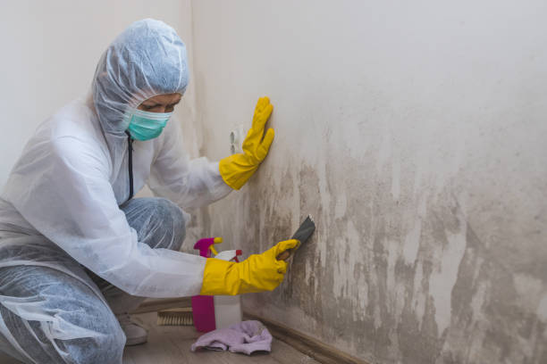 Best Same-Day Mold Removal  in Morris Plains, NJ