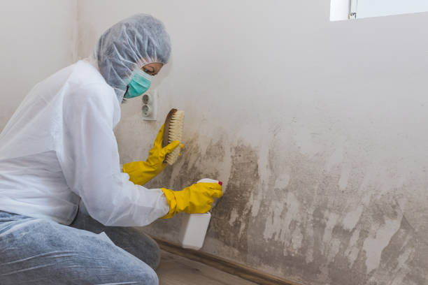 Best Mold Removal Specialists  in Morris Plains, NJ