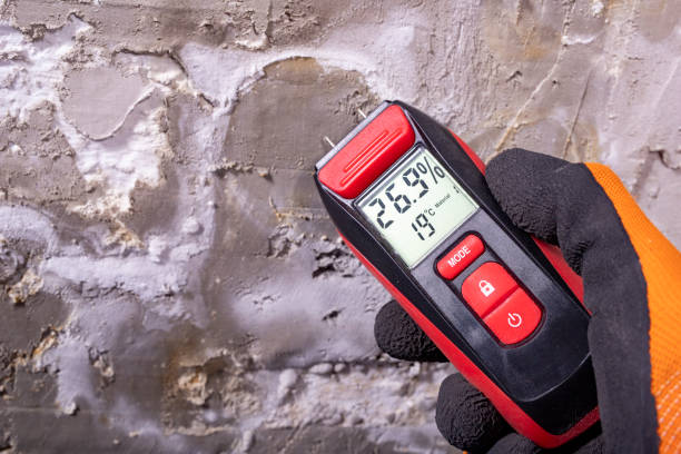 Best Attic Mold Removal  in Morris Plains, NJ