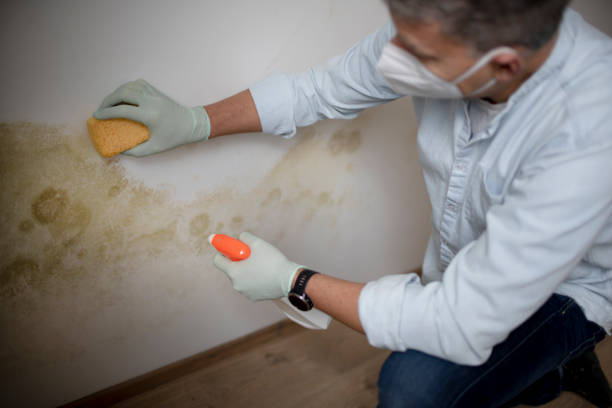 Best Best Mold Removal Companies  in Morris Plains, NJ