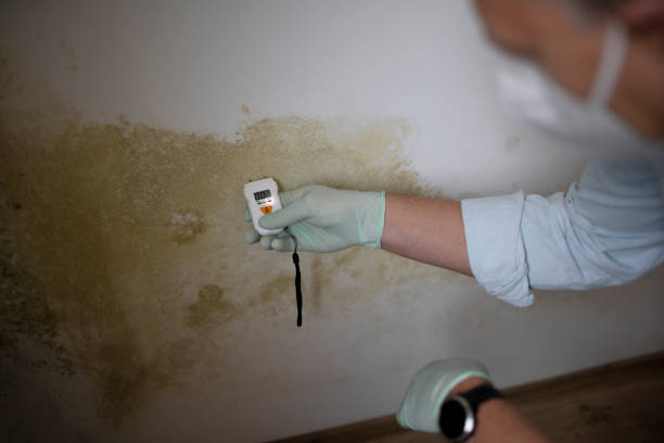 Best Mold Removal Near Me  in Morris Plains, NJ