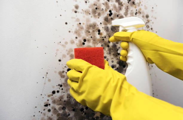 Best Emergency Mold Removal  in Morris Plains, NJ