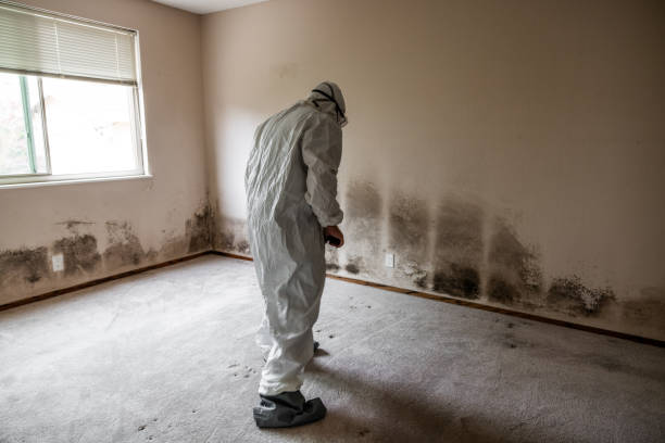 Best Affordable Mold Removal  in Morris Plains, NJ