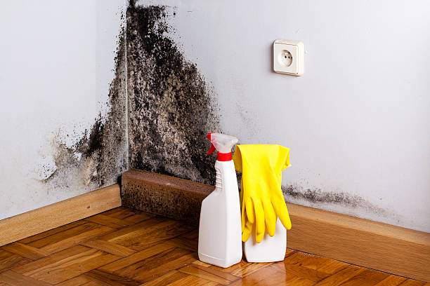 Best Home Mold Removal  in Morris Plains, NJ