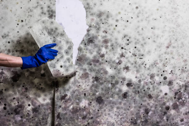 Best Fast Mold Removal  in Morris Plains, NJ