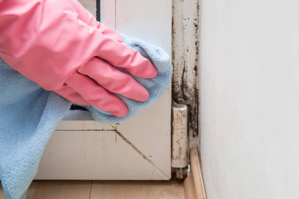 Best Mold Testing  in Morris Plains, NJ
