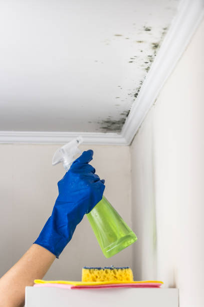 Mold Testing and Removal in Morris Plains, NJ