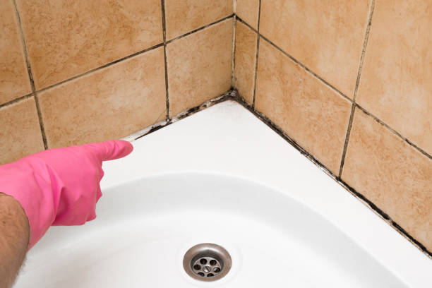 Best Crawl Space Mold Removal  in Morris Plains, NJ